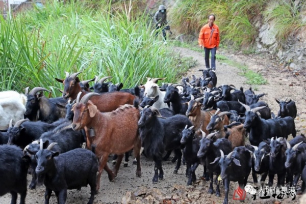 大埔這村30多年歷史的羊肉酒開(kāi)熬，每壇賣到...